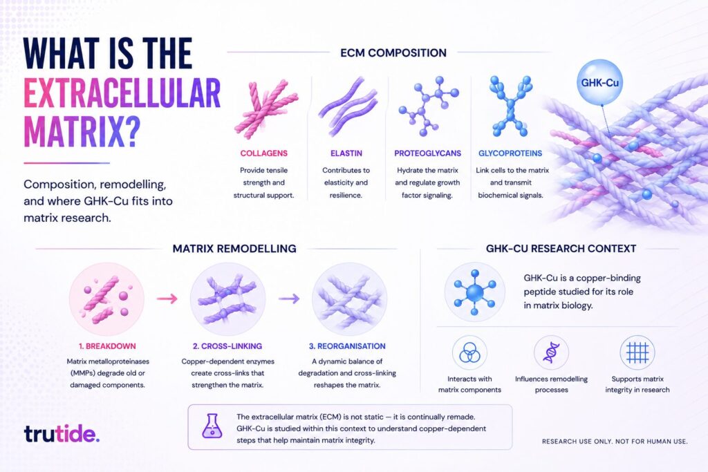 extracellular matrix