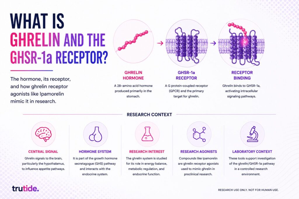 ghrelin graphic